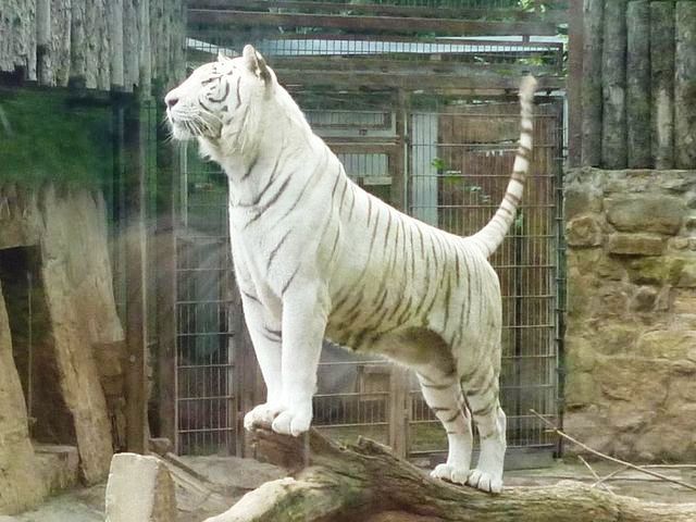 Bengal tiger(Maneater), Fear world Wiki