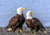 17 Interesting Facts About Bald Eagle Bald Eagle Pair