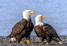 17 Interesting Facts About Bald Eagle Bald Eagle Pair