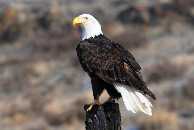 17 Interesting Facts About Bald Eagle - OhFact!