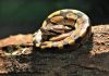 16 Interesting Facts About The Ball Python Ball Python