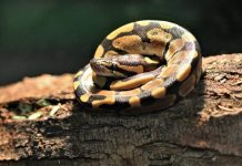 16 Interesting Facts About The Ball Python Ball Python