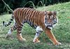 29 Interesting Facts About The Bengal Tiger Bengal Tiger