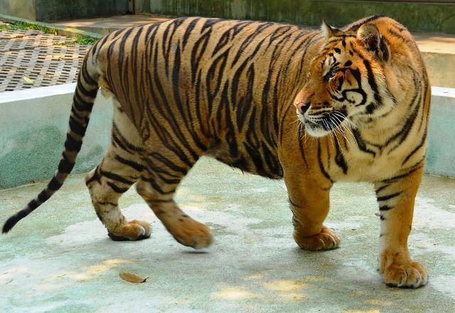 Bengal tiger(Maneater), Fear world Wiki