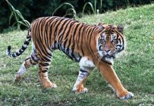 29 Interesting Facts About The Bengal Tiger Bengal Tiger