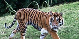 29 Interesting Facts About The Bengal Tiger Bengal Tiger