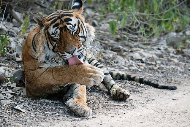 29 Interesting Facts About The Bengal Tiger - OhFact!