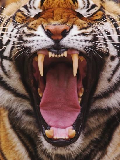 Bengal Tiger Animal Facts  Panthera Tigris Tigris - A-Z Animals