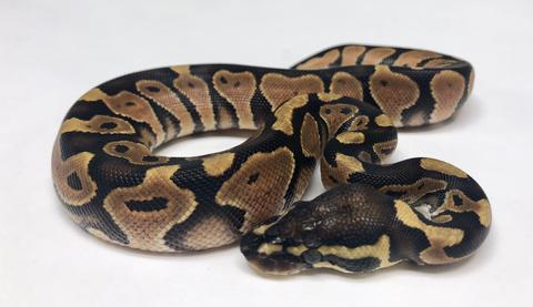 Ball python - Wikipedia