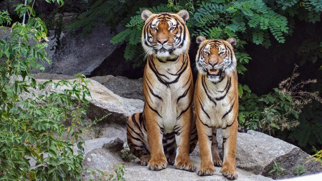 White Tigers: Facts, Threats, & Conservation