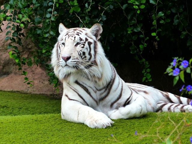 29 Interesting Facts About The Bengal Tiger - OhFact!