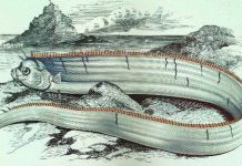 8 Interesting Facts About Oarfish Portrait of Oarfish