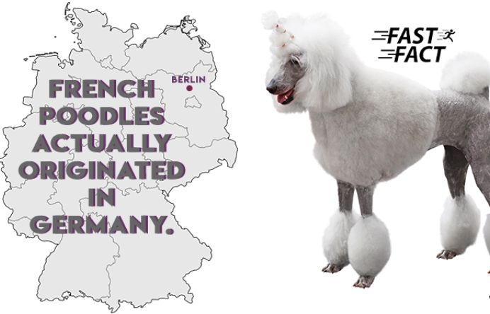 are all poodles french