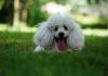 31 Interesting Facts About Poodles Poodle