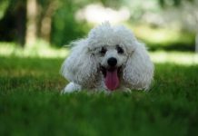 31 Interesting Facts About Poodles Poodle