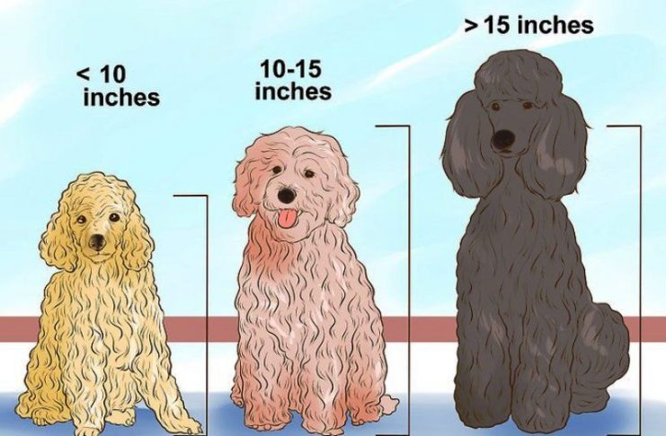 31 Interesting Facts About Poodles - OhFact!