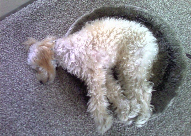 how much sleep do poodles need